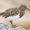 Black Turnstone